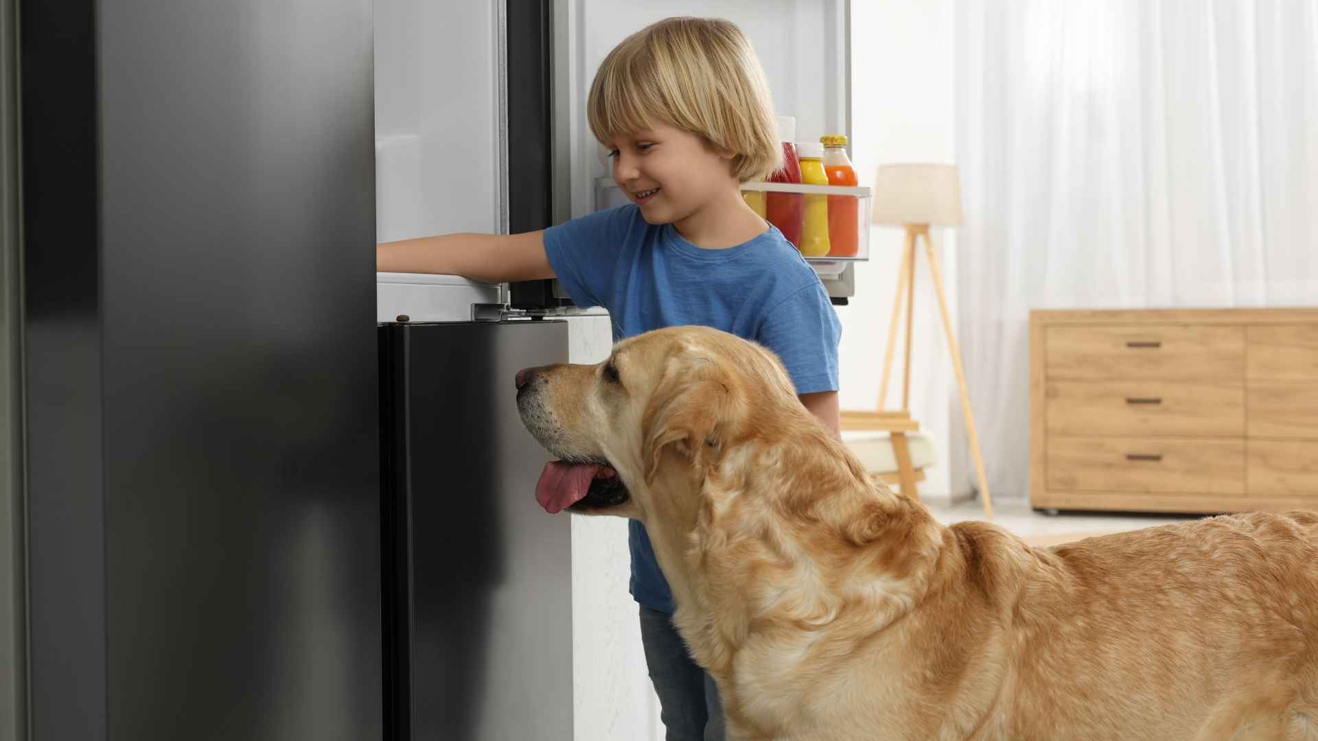 helados caseros para perros ingredientes